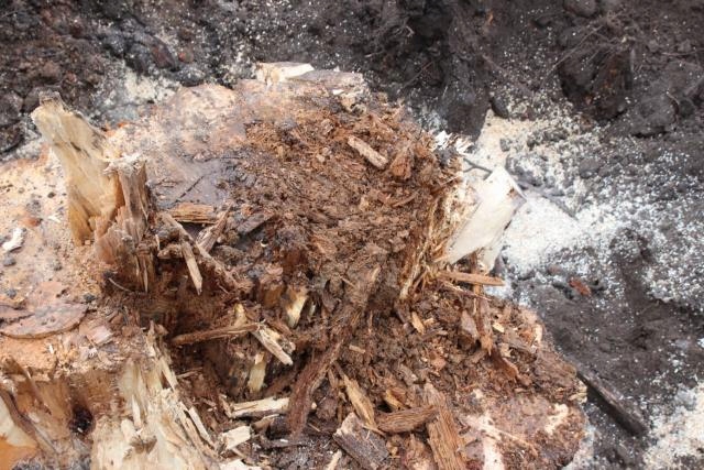 FAST ROT środek do usuwania pni i korzeni 500ml