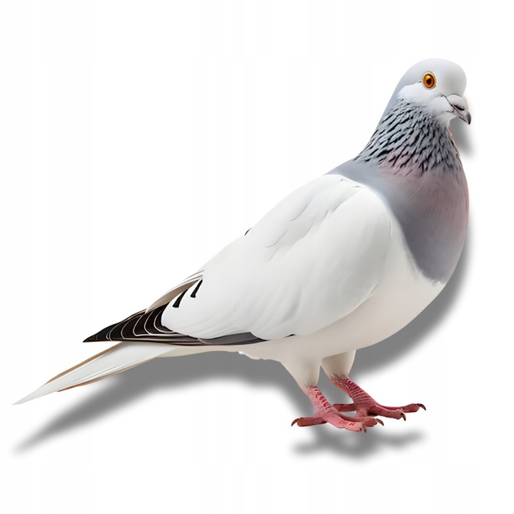 Karma dla gołębi uniwersalna Standard S 25kg Ełpol