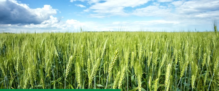 Maxim 025 FS 1L SYNGENTA - zaprawa do nasion o szerokim zastosowaniu