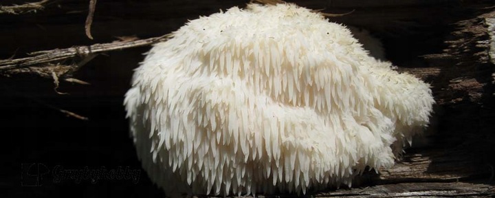 SOPLÓWKA JEŻOWATA gotowe podłoże 3kg GRZYBNIA