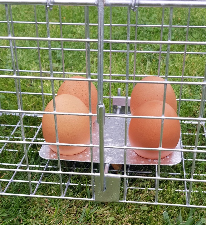 żywołapka pułapka na szczury gryzonie szczurołapka