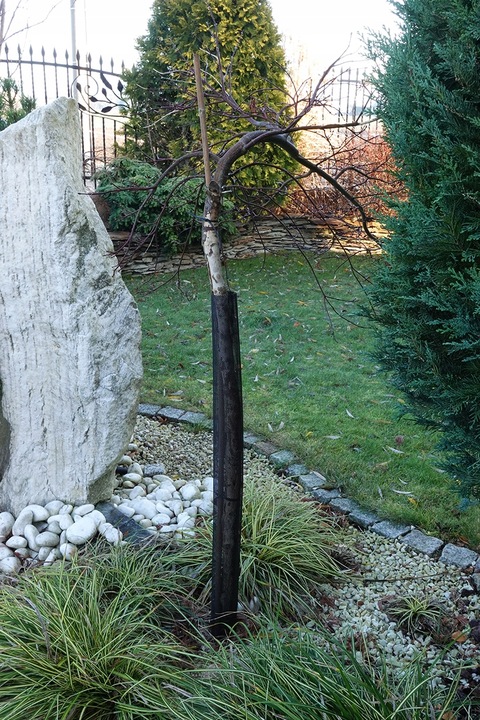 8 x Osłonka na Drzewka 1,1m Na Pień Zaciskowa Jabłoń Osłonki Do Pnia UV