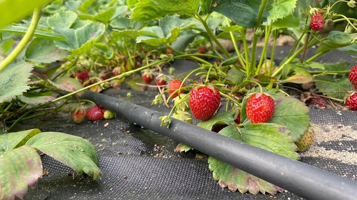 LINIA KROPLUJĄCA NAWADNIANIE KROPELKOWE 400m WĄŻ KROPELKUJĄCY BARDZO MOCNY