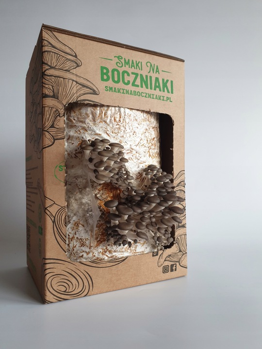 Grzybnia do uprawy domowej boczniak ostrygowaty