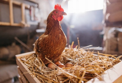SUPLEXAN NIEŚNOŚĆ 1 l Witaminy dla Kur Niosek Poprawiają Nieśność
