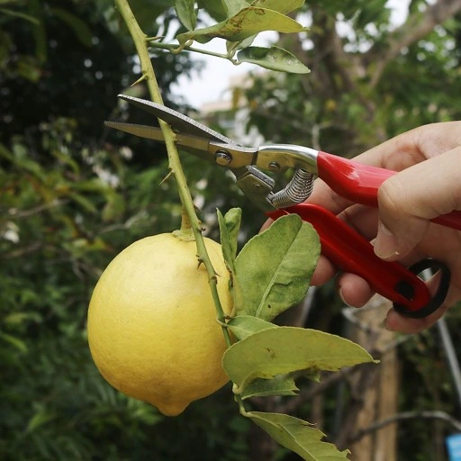 SEKATOR OGRODOWY RĘCZNY NOŻYCE DO KRZEWÓW GAŁĘZI