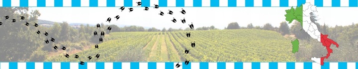 Oliwa z oliwek Włoska CLEMENTE OLIO EXTRAVERGINE ACHILLE 1000ml