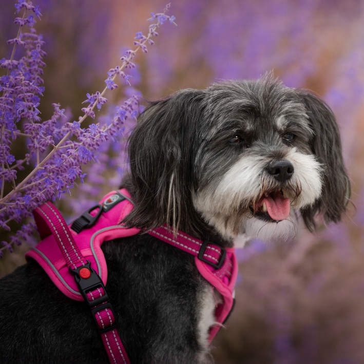 SZELKI BEZUCISKOWE typu GUARD dla psa ELITE M red