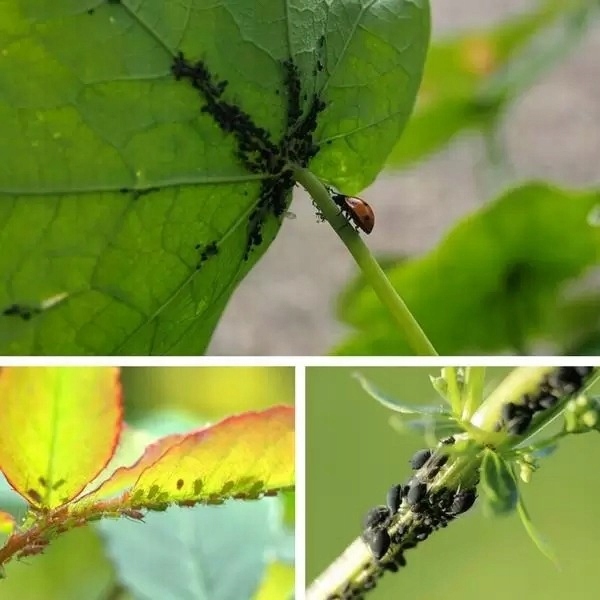 MIEDZIAN 50WP Środek Grzybobójczy+MOSPILAN 20 SP Owadobójczy Na Szkodniki