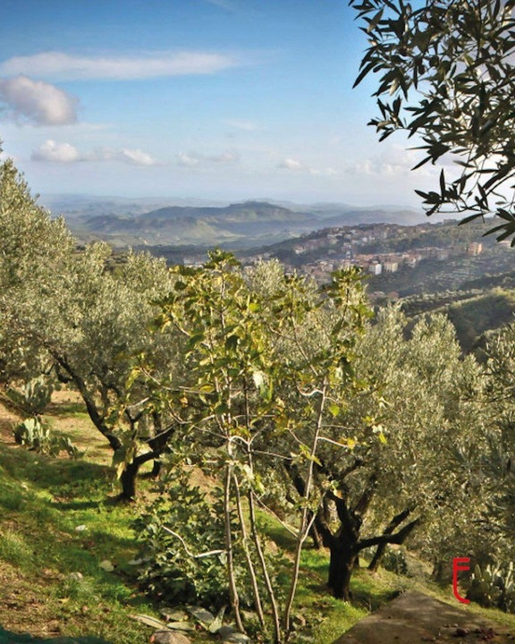 OLIWA EXTRA VIRGIN BIO DELICATO NAGRADZANA ZBIÓR 2024 WŁOSKA 750 ml