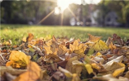 ZBIERACZ LIŚCI 03565-20 GARDENA