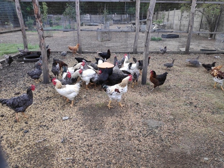 Pasza dla kur niosek GRANULOWANA Piast Pasza dla niosek pełnoporcjowa 25 kg