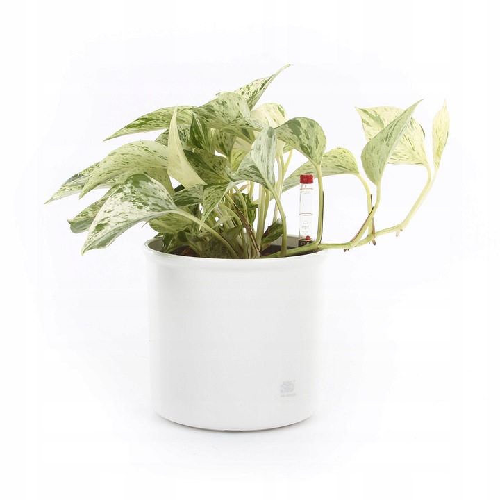 komplet do hydroponiki doniczka biała CORONA 15/19