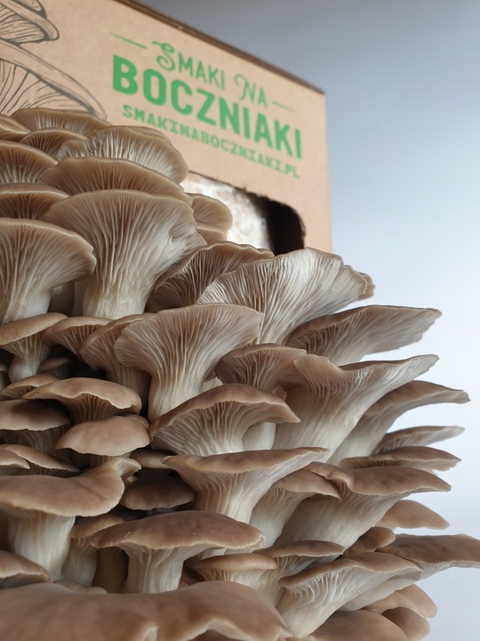 Grzybnia do uprawy domowej boczniak łyżkowaty