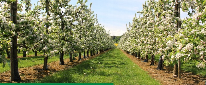 ROSAHUMUS 1kg nawóz organiczny kwasy humusowe POTAS POPRAWIA JAKOŚĆ GLEBY