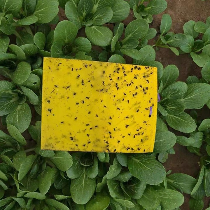 ŻÓŁTE LEPY DO DONICZEK ziemiórki OWADY skuteczne