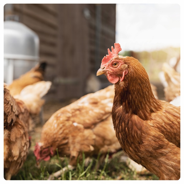 NATURALNA KARMA PASZA ZIARNO KRUSZONA DROBNA DLA DROBIU KUR NIOSKA