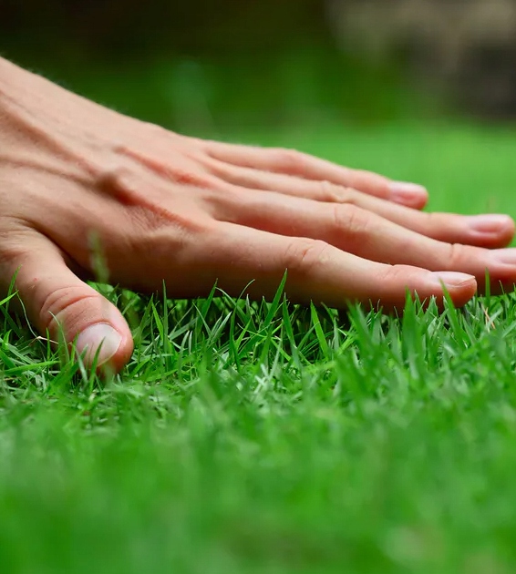 Siarczan Żelaza Sześciowodny Nawóz dla Roślin 10 KG