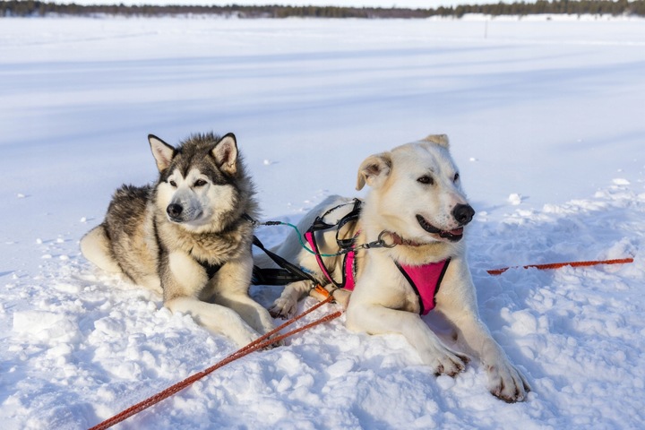 Chlorek Magnezu 25kg Topiący Lód Lepszy niż Sól Drogowa Świeży Wydajny