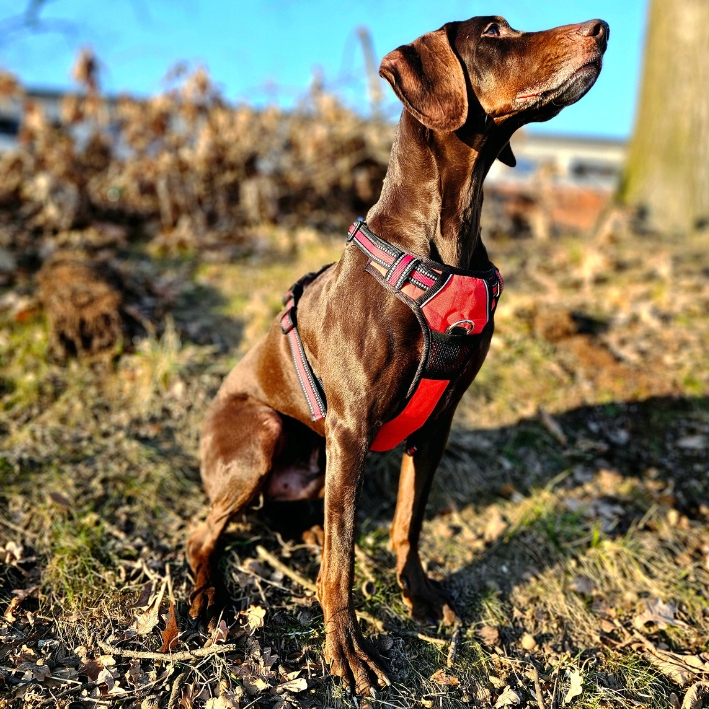 SZELKI BEZUCISKOWE typu GUARD dla psa ELITE M red