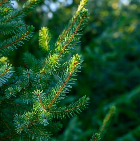 WIOSENNY nawóz do iglaków TUI10 KG SOLIDNY SZTRZAŁ W KOLORZE ZIELONE IGLAKI