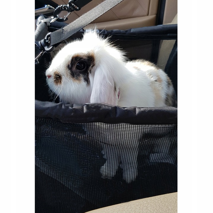 Transporter dla Psa Torba na Siedzenie Samochodu