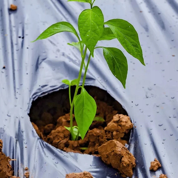 BioCover Materiał do Ściółkowania 1x20m | Ekologiczny i Biodegradowalny