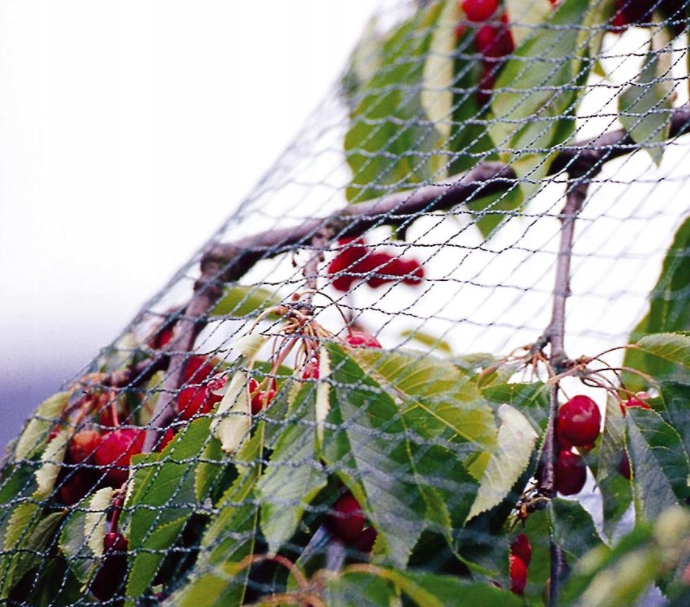 MOCNA SIATKA przeciw PTAKOM na BALKON na Drzewka Wolierę 7,5 x 7,5 m