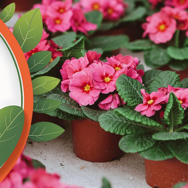 Aktywator roślin doniczkowych Nawóz wieloskładnikowy 25g BIOEXPERT