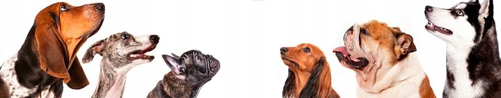 ISOKOR ANTI URINE NEUTRALIZATOR MOCZU PSA 2L+ 500ml USUWANIE ZAPACHU MOCZU