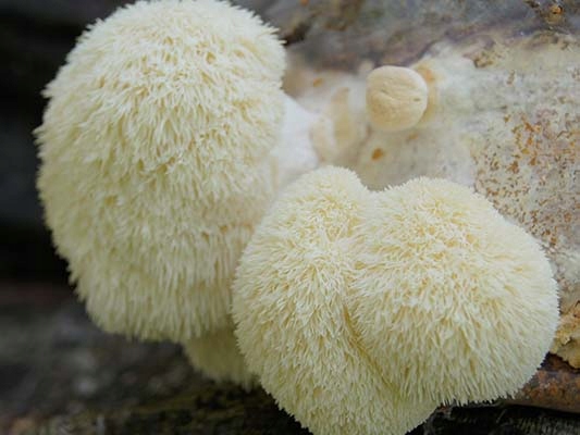 SOPLÓWKA JEŻOWATA gotowe podłoże 3kg GRZYBNIA