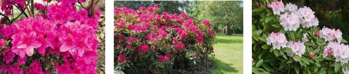 SUMIN ZAKWASZAJĄCY 2,5KG NAWÓZ KWAŚNOLUBNYCH BORÓWKI BORÓWEK WRZOSY