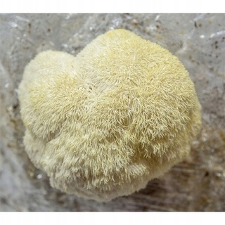 SOPLÓWKA JEŻOWATA gotowe podłoże 3kg GRZYBNIA