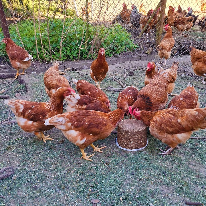 Kamień do dziobania dla kur PECKIT 4kg przeciwko agresji i kanibalizmowi