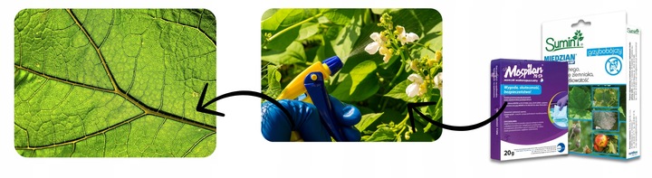 Oprysk Preparat Środek Owadobójczy + Grzybobójczy Miedzian+Mospilan ZESTAW