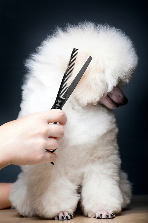 Profesjonalne Nożyczki do Strzyżenia Psów Kotów Czarne Zestaw Etui Grzebień