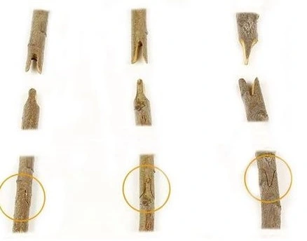 NOŻYCE SEKATOR do SZCZEPIENIA DRZEW KRZEWÓW WINOGRON OKULIZACJA + TAŚMA