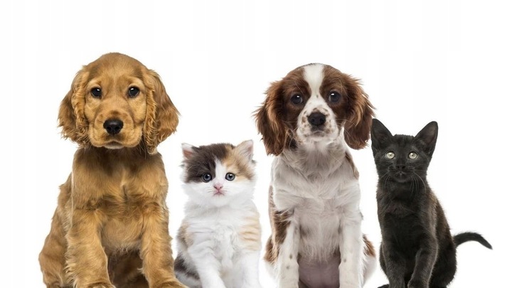 BARFeed Vit E Witamina E 30 g dla psa i kot