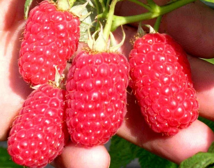 Nawóz Mikoryza Drzewa i Krzewy Owocowe Mycelium