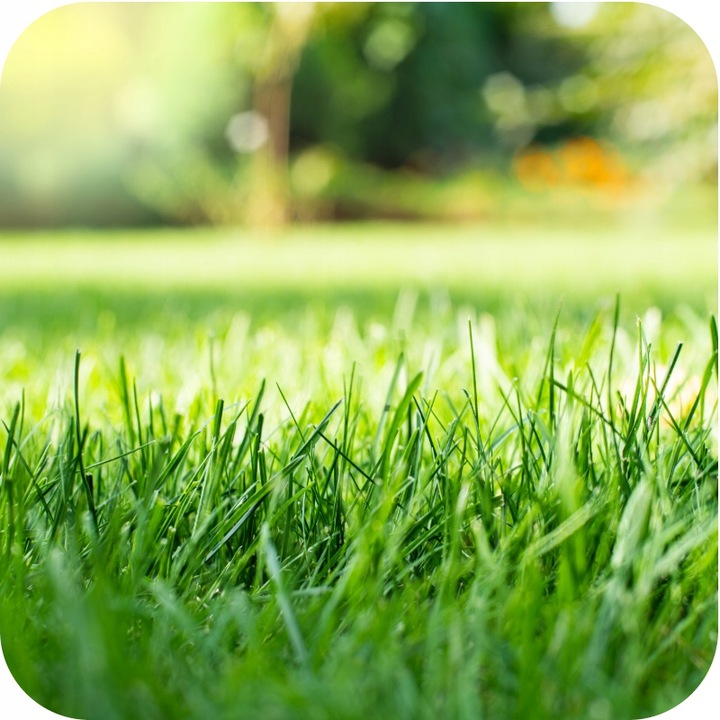 NAWÓZ DO TRAWY FLOROVIT MISTRZOWSKI TRAWNIK do trawy z mchem 10kg