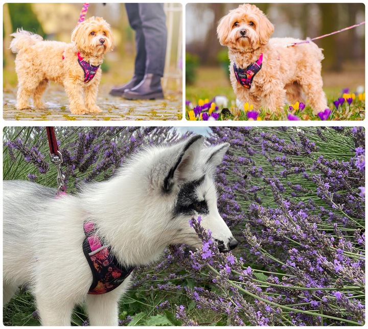 Szelki spacerowe Comfort Guard dla małego psa - Chaba Marigold rozmiar M