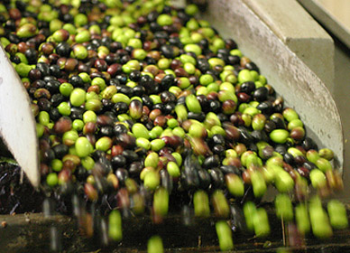 Grecka oliwa z oliwek - Premium ex. virgin SITIA 0,2% 1L. data aż do 06/27