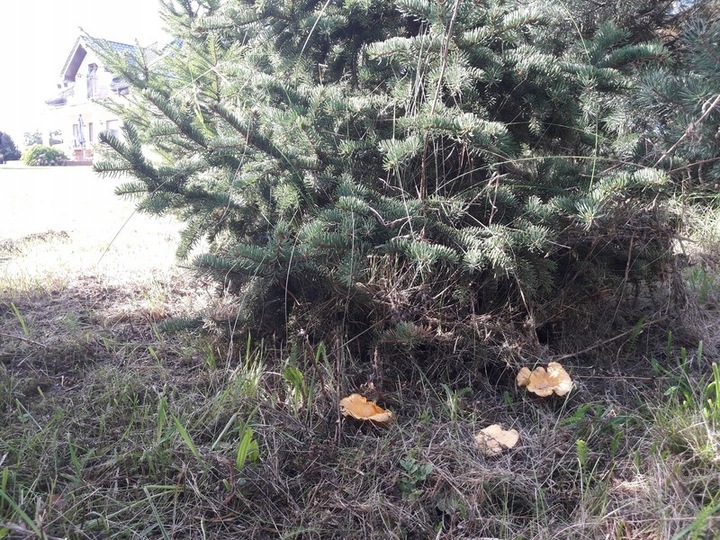 Grzybnia Borowik szlachetny + Kurka pieprznik