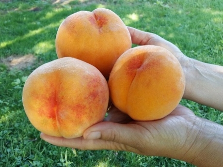 Nawóz Mikoryza do Drzew i Krzewów Owocowych 500ml