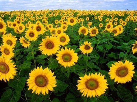 Słonecznik Turecki prażony solony ANDREX 20x 100g