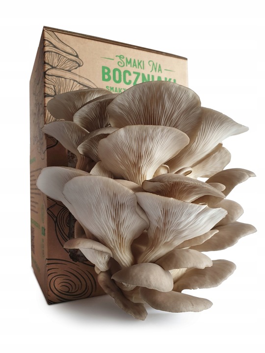 Grzybnia do uprawy domowej boczniak ostrygowaty