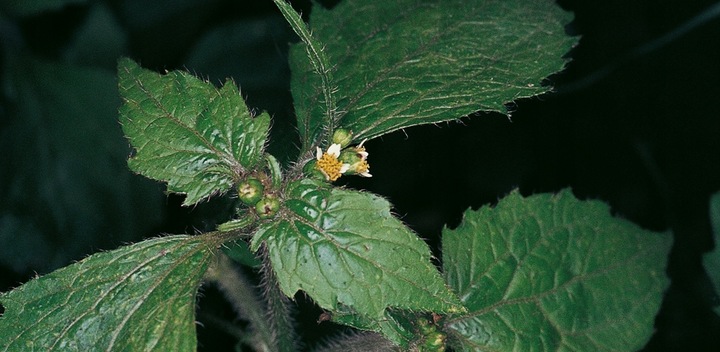 ROUNDUP RANDAP NA CHWASTY chwastobójczy glifosat środek koncentrat 1L BAYER