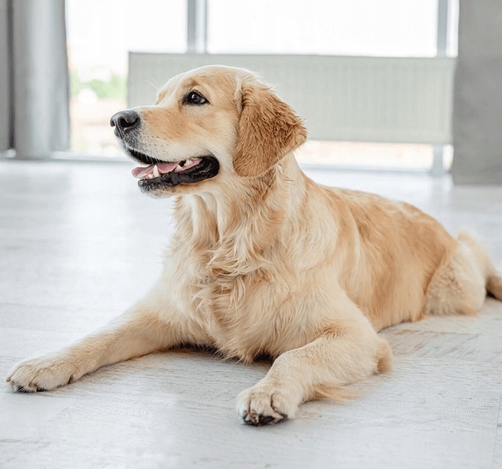 DOLINA NOTECI SUPERFOOD Karma mokra dla psa MIX Smaków 12 x 300g bezzbożowa