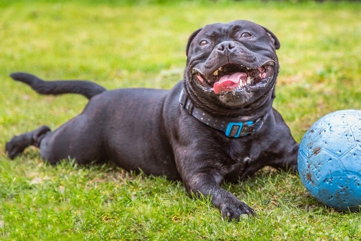 Preparat dla psów kotów na nerki Vet Expert Renalvet 60 kapsułek twist-off