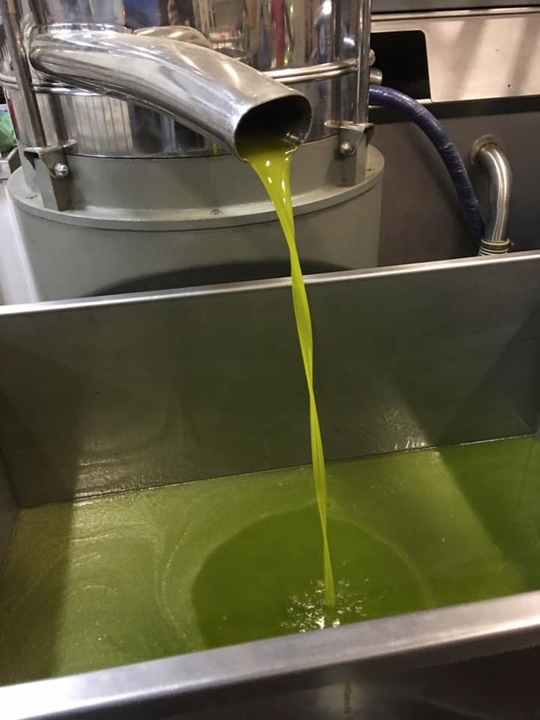 OLIWA EXTRA VIRGIN BIO DELICATO NAGRADZANA ZBIÓR 2024 WŁOSKA 750 ml